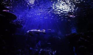 圣桑动物狂欢节 圣桑动物狂欢节