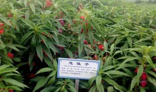 玉林中药材市场 玉林中药材市场