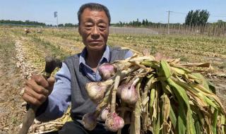 中牟黑大蒜 中牟黑大蒜