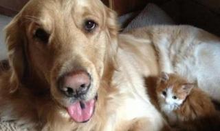 微信状态怎么养宠物